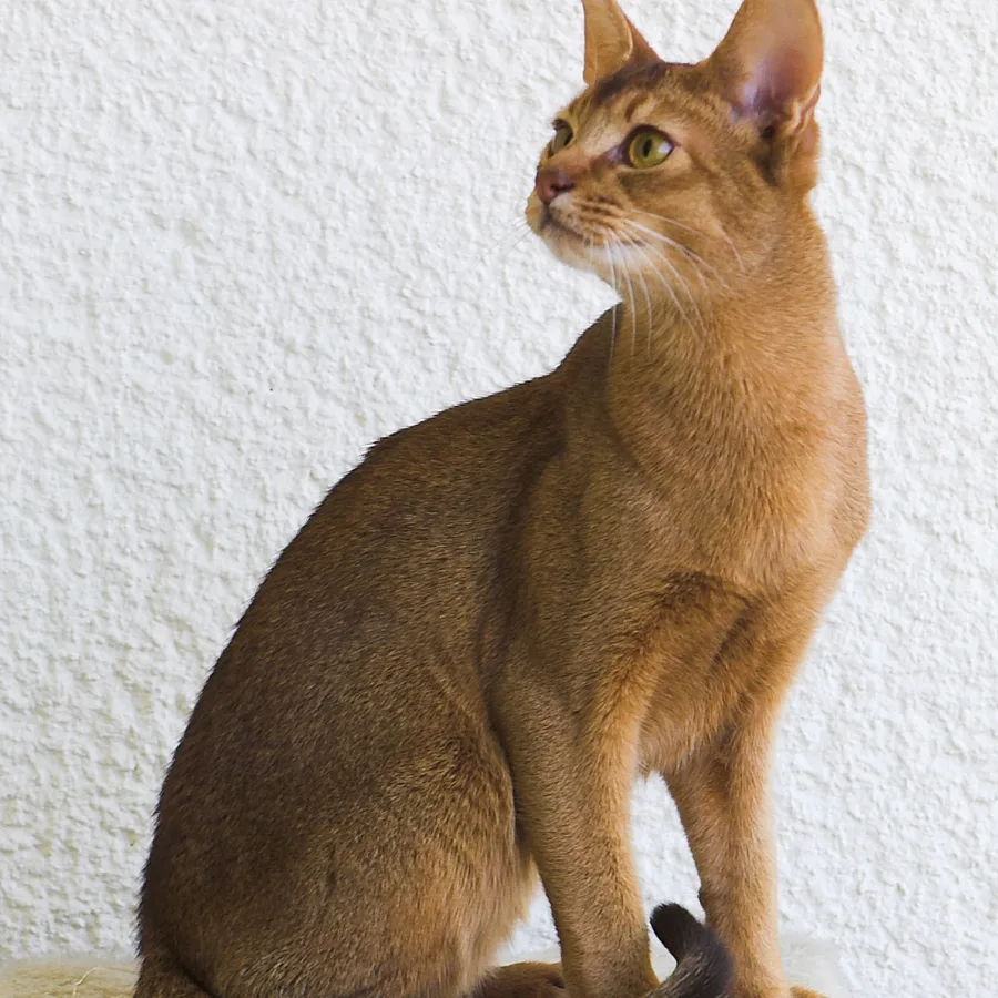 Abyssinian cat
