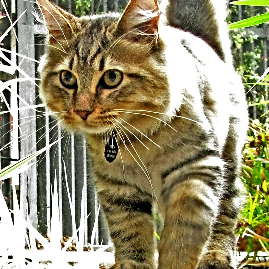 American Bobtail cat