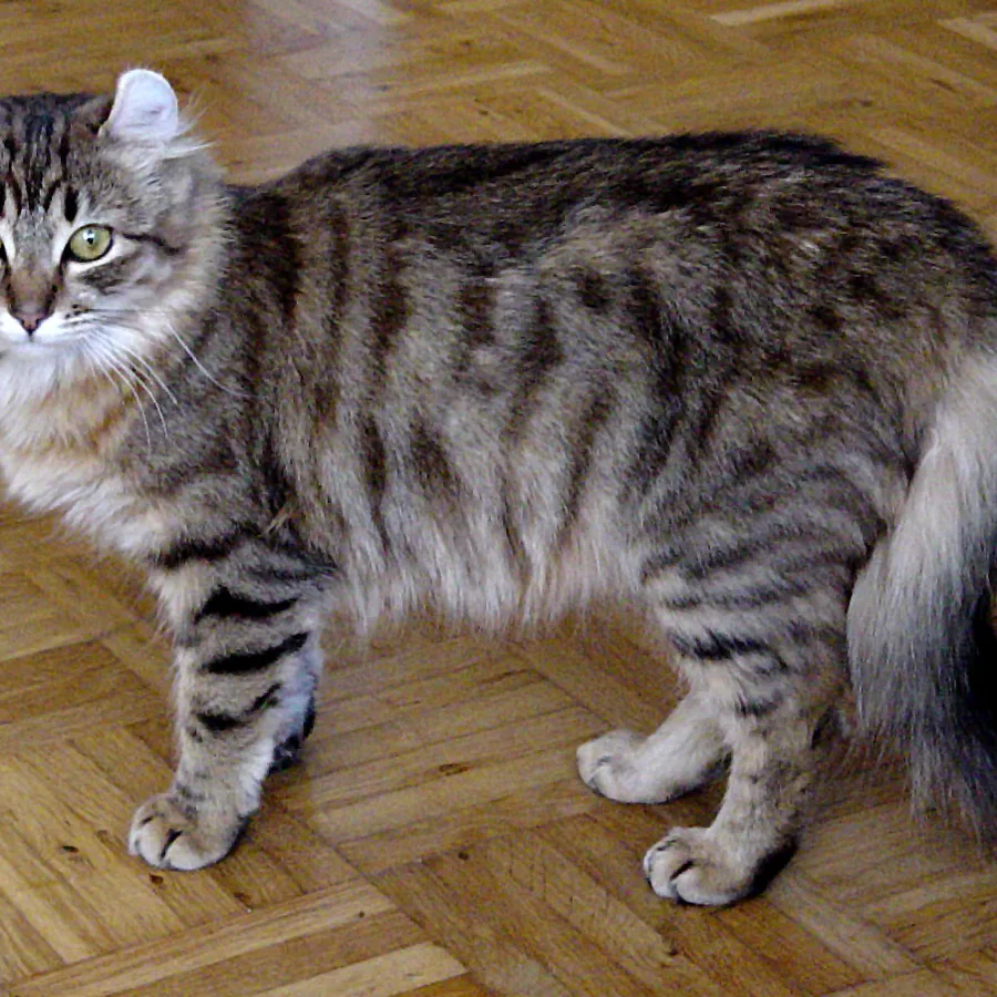 American Curl cat