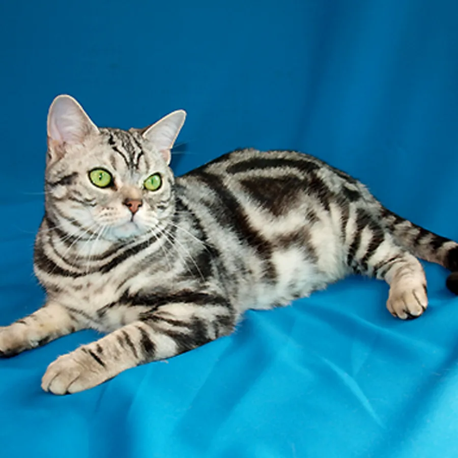American Shorthair cat