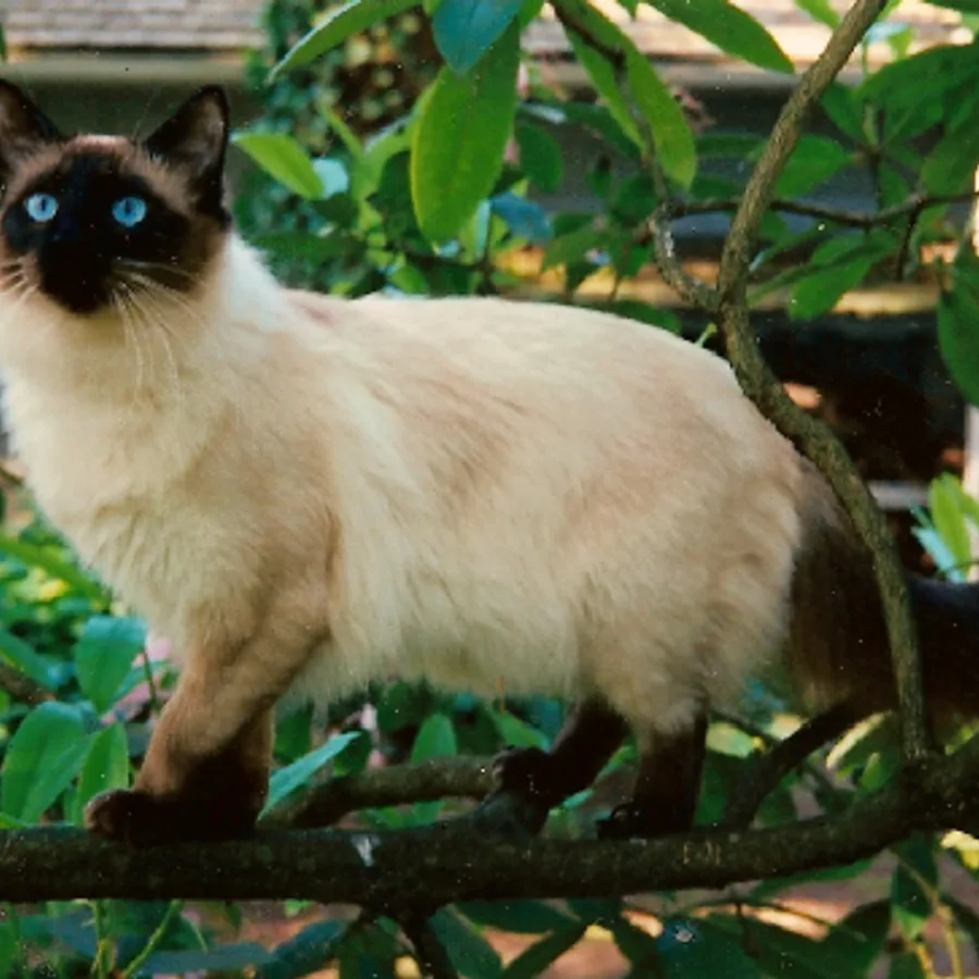 Balinese cat