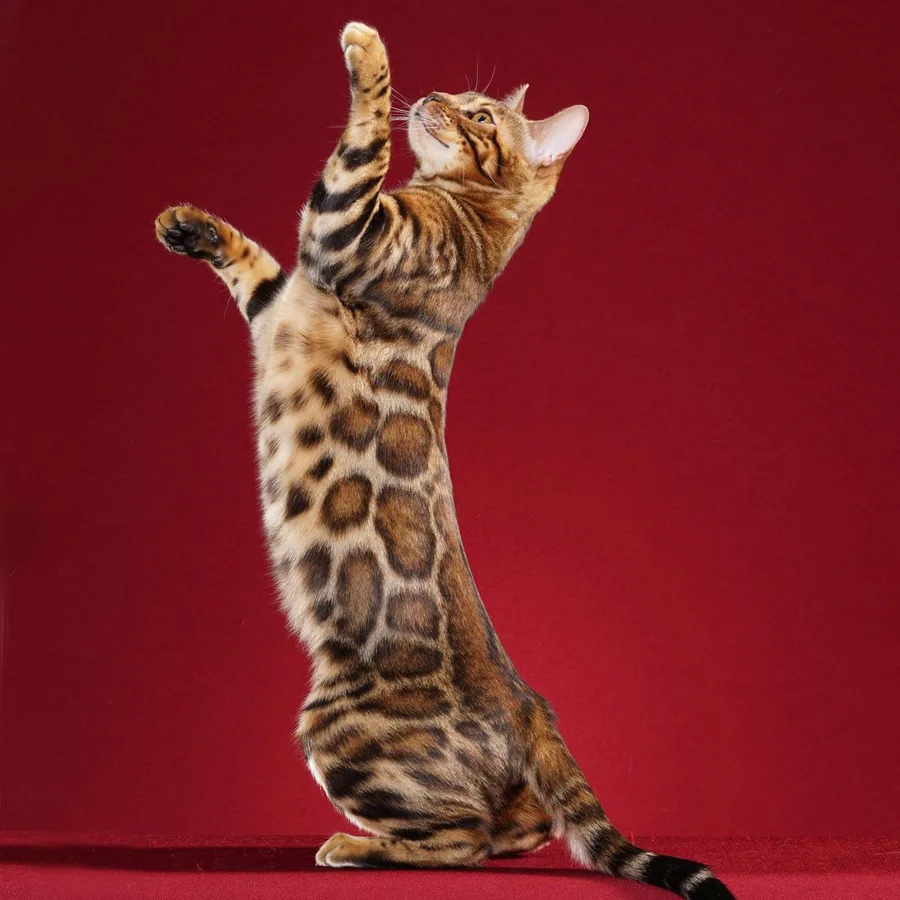 Bengal cat