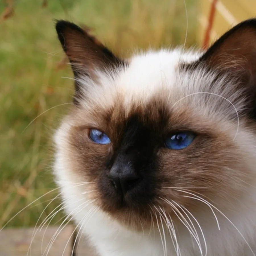 Birman cat