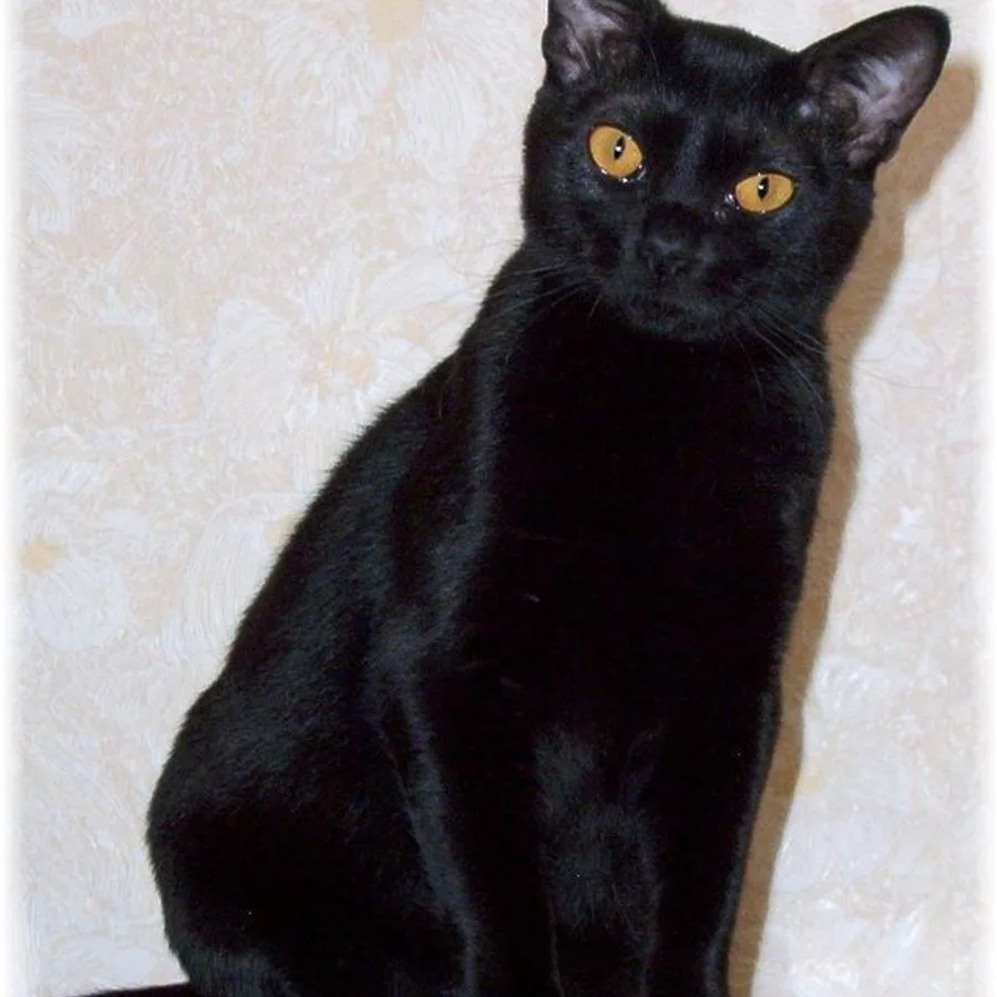 Bombay cat