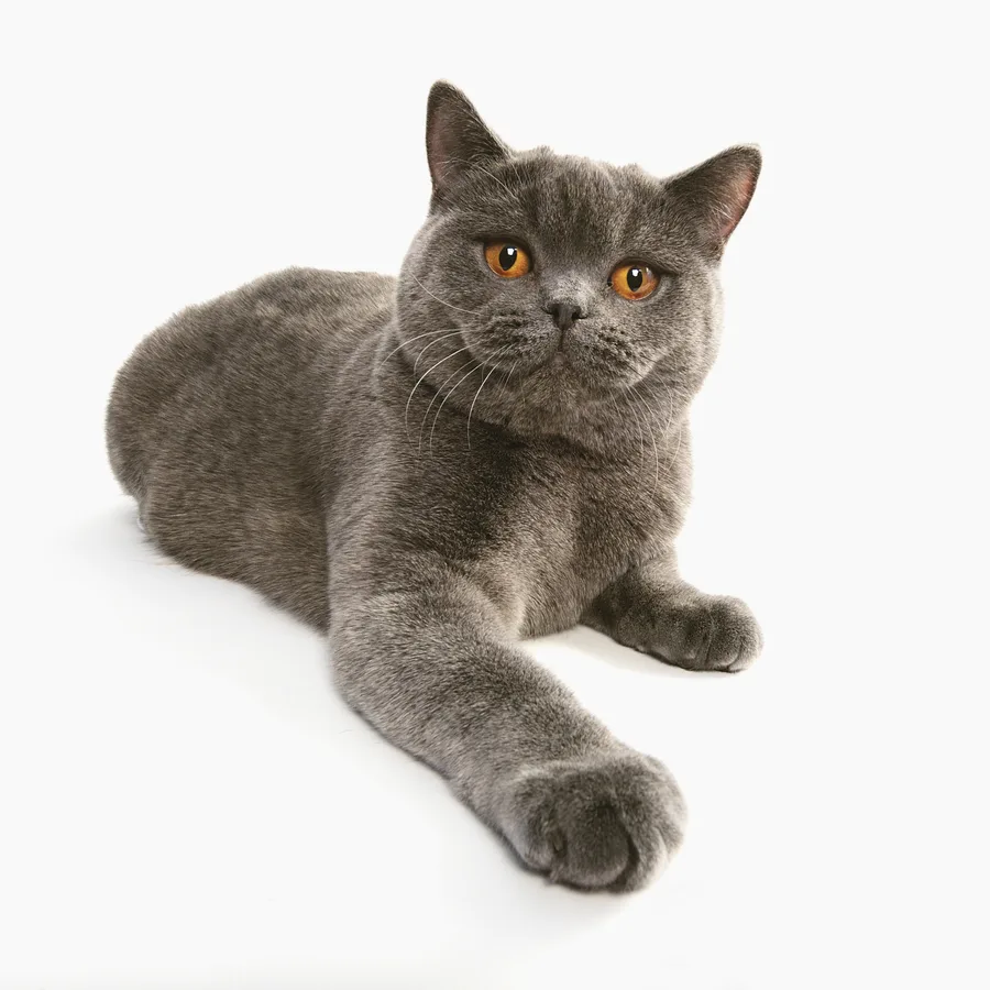 British Longhair cat