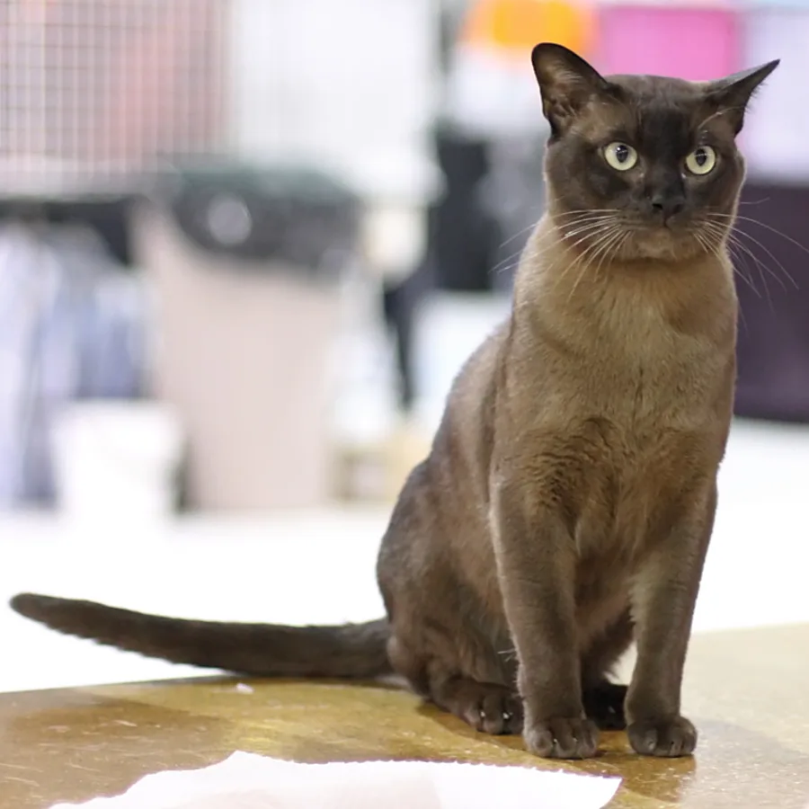 Burmese cat