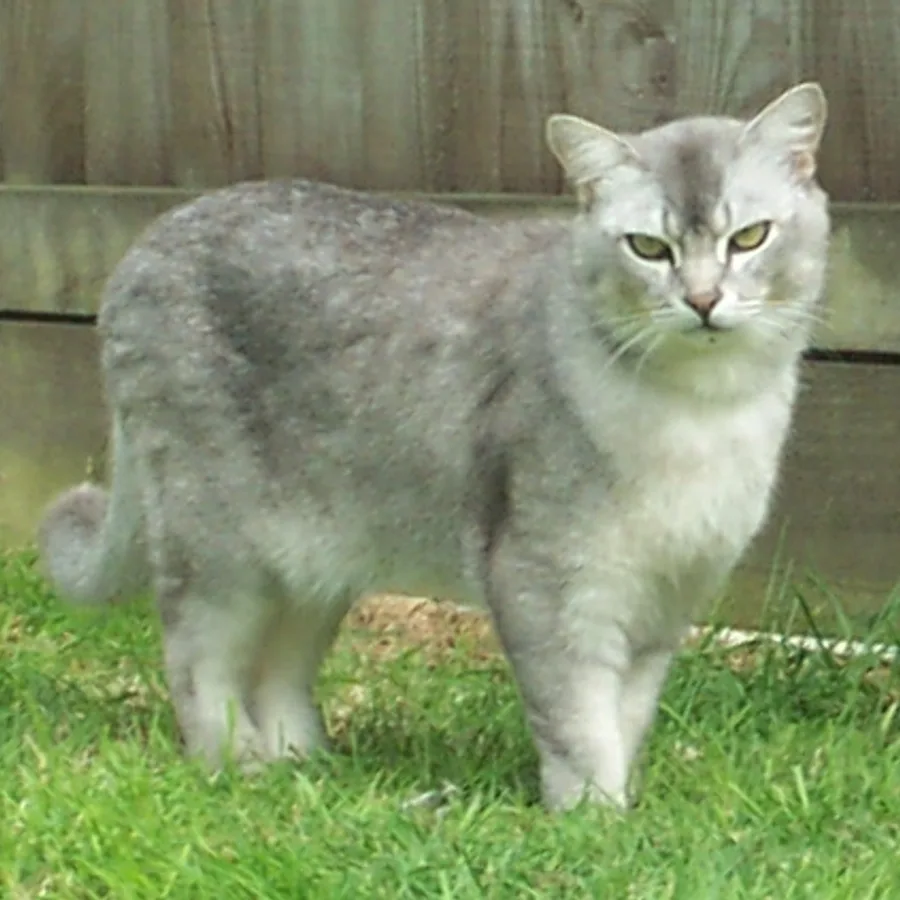 Burmilla cat