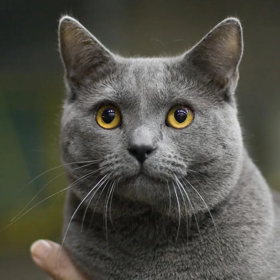 Chartreux cat
