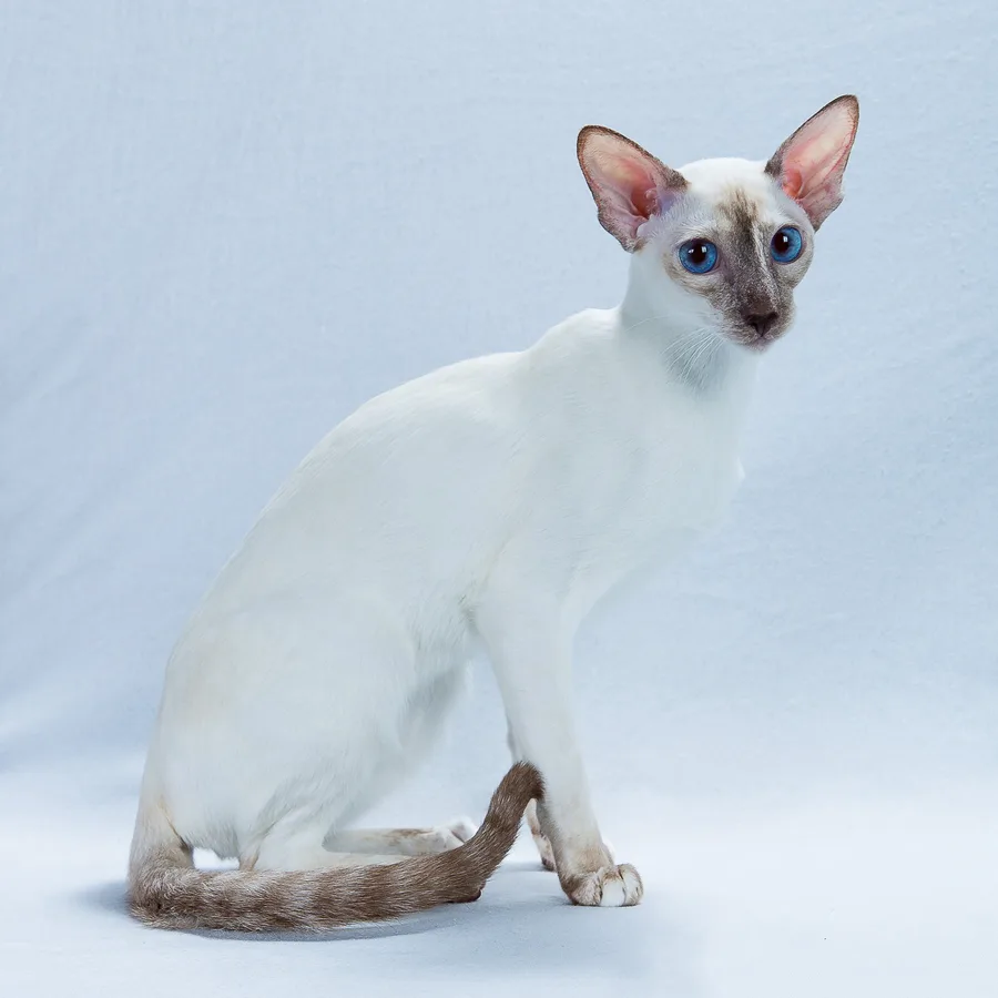 Colorpoint Shorthair cat
