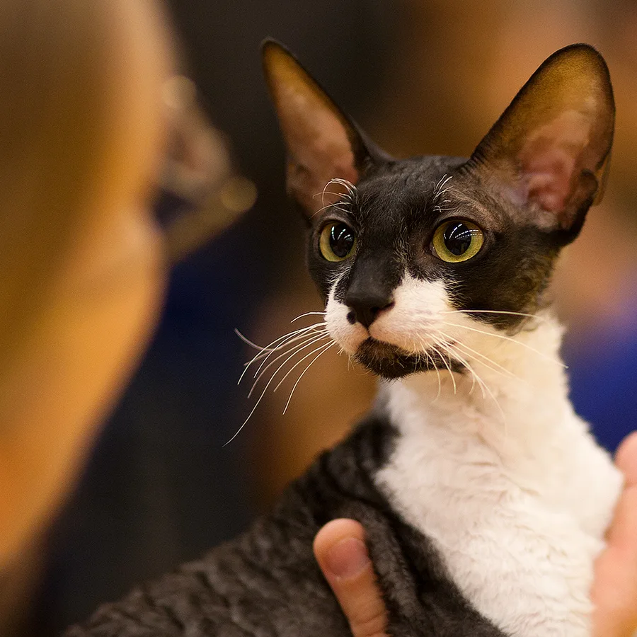 Cornish Rex cat