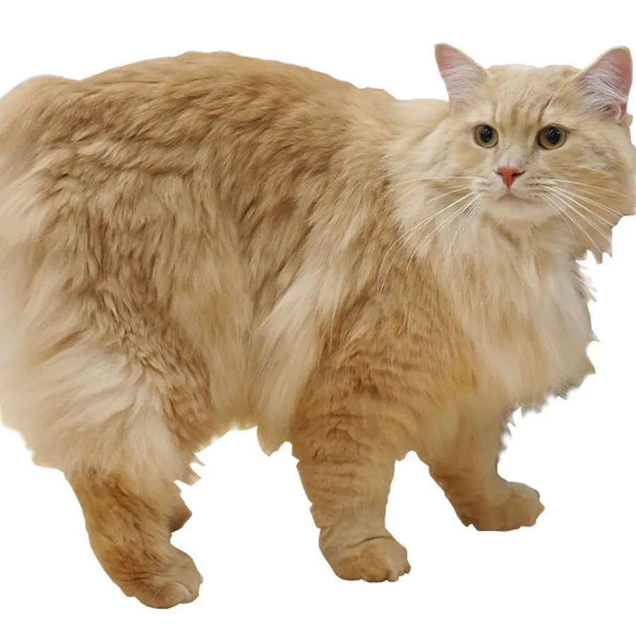 Cymric cat
