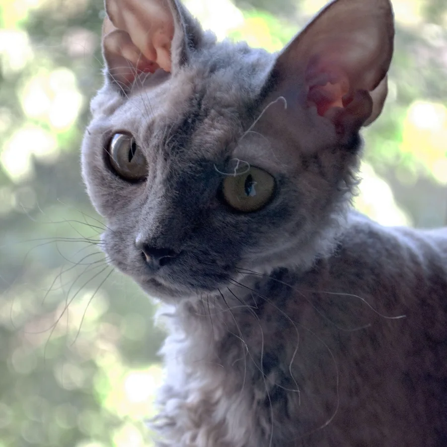 Devon Rex cat