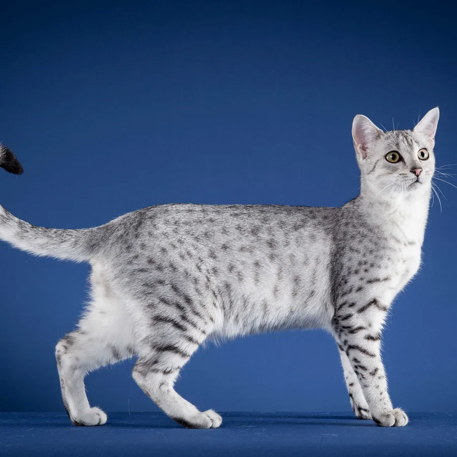 Egyptian Mau cat