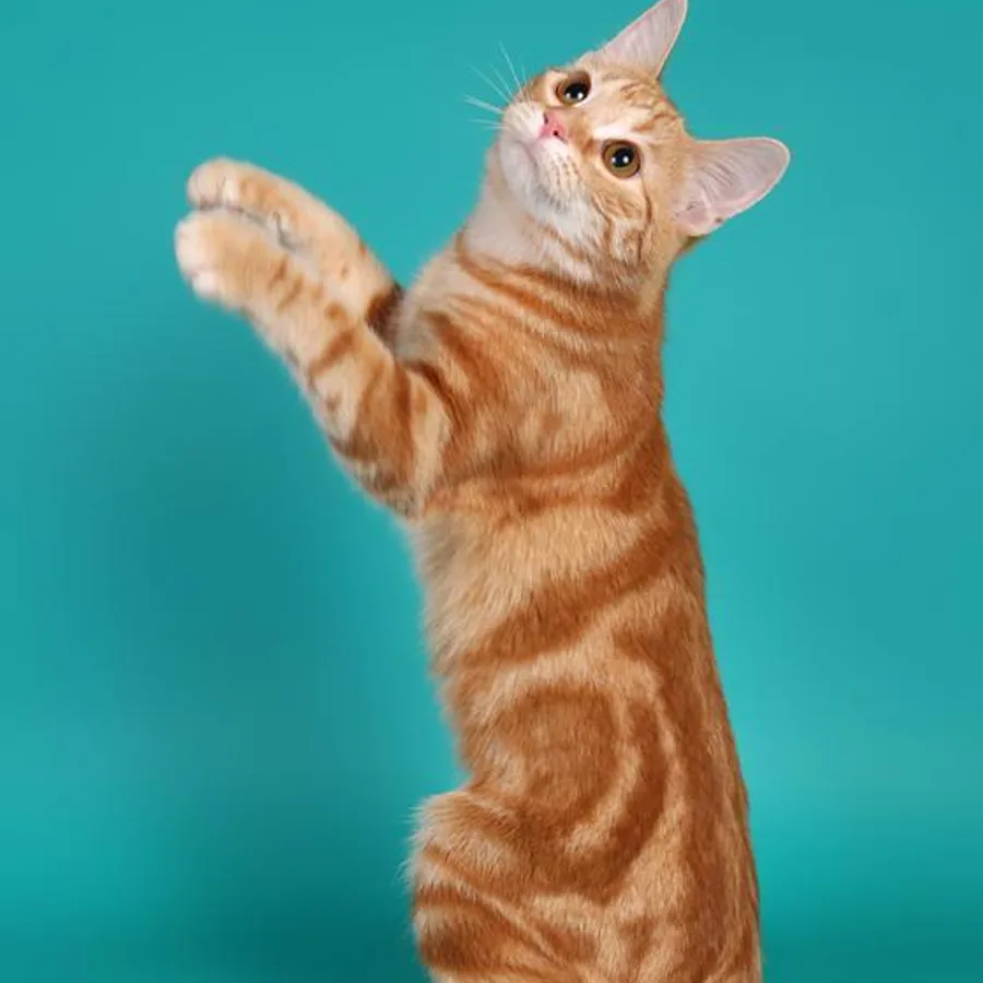 European Shorthair cat