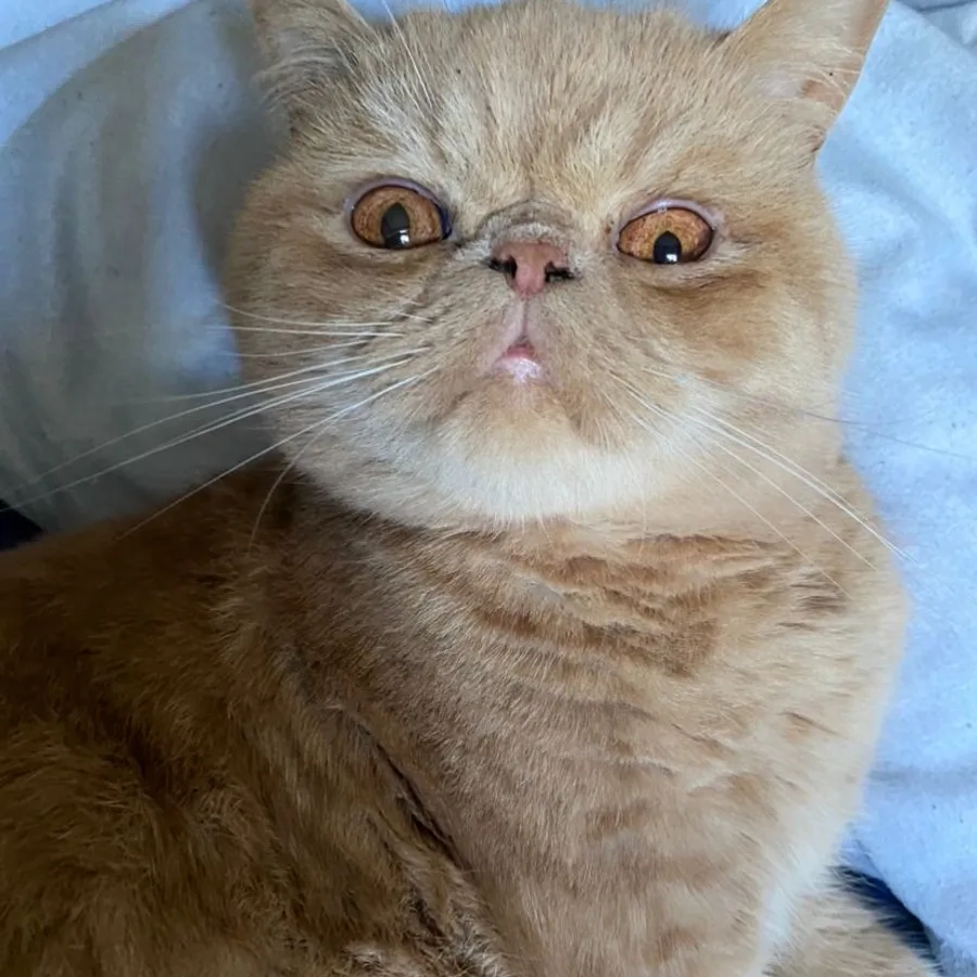 Exotic Shorthair cat