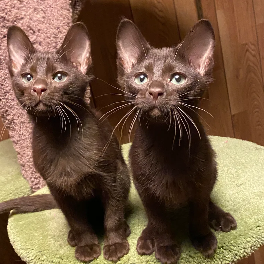Havana Brown cat