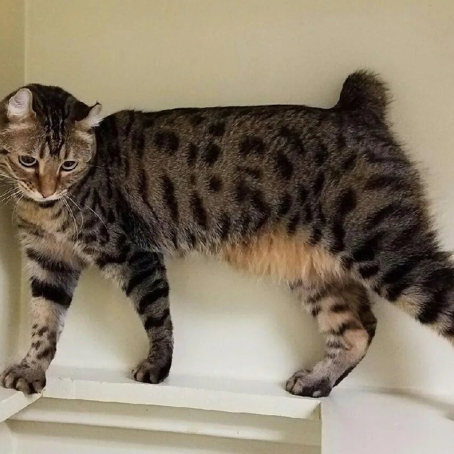 Highlander cat