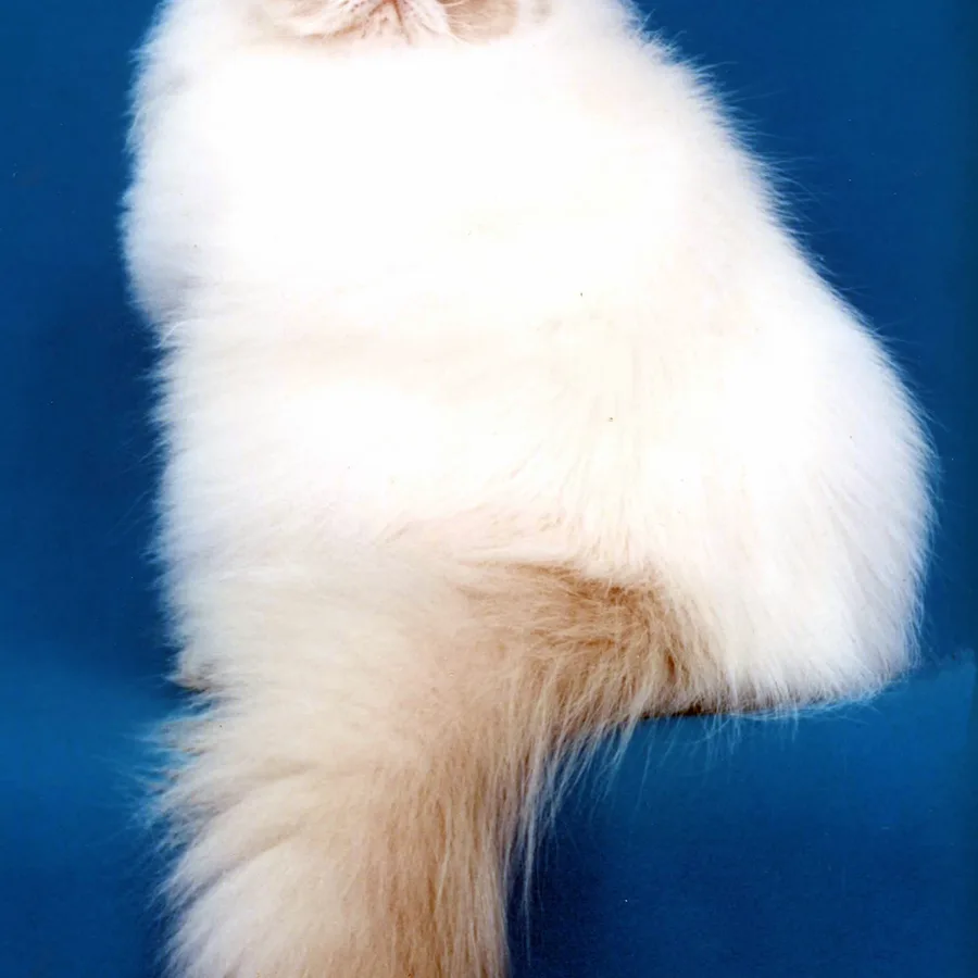 Himalayan cat