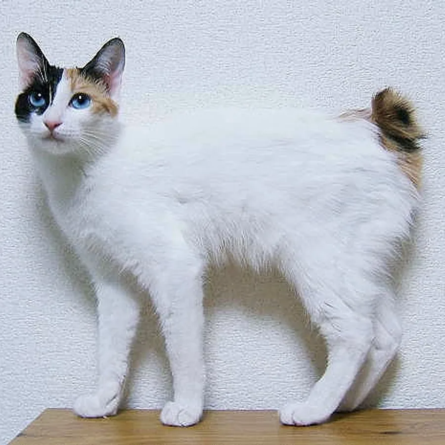Japanese Bobtail cat