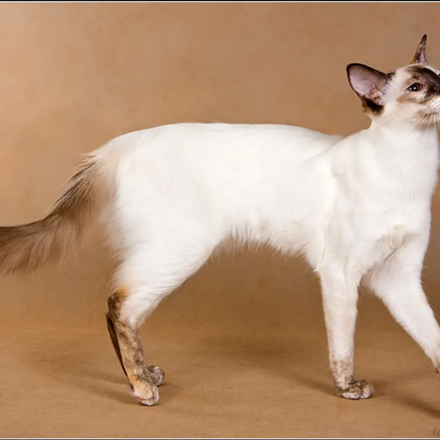 Javanese cat