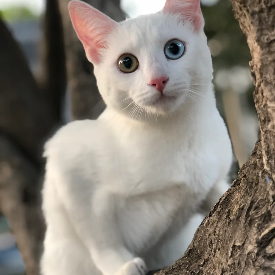 Khao Manee cat