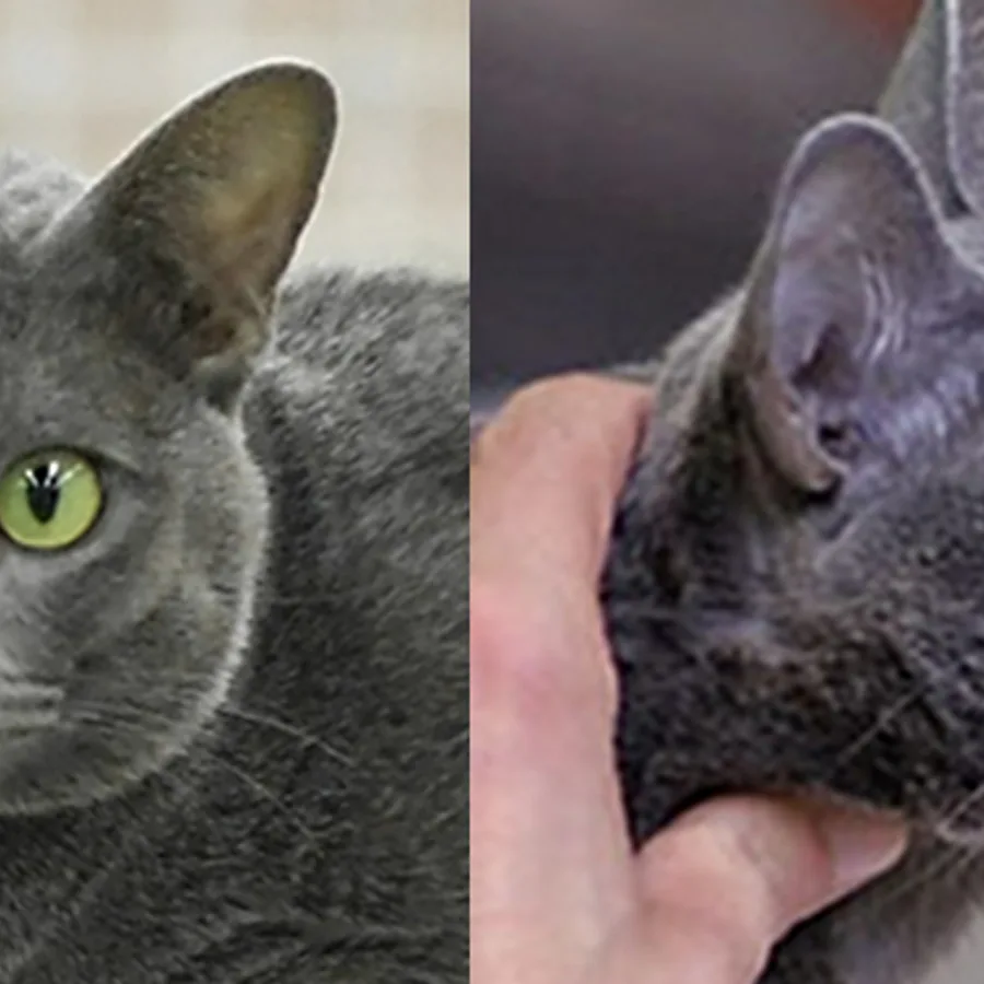 Korat cat