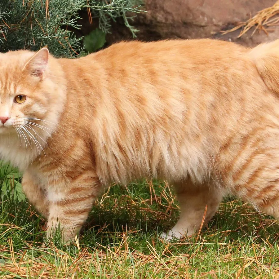Kurilian Bobtail cat