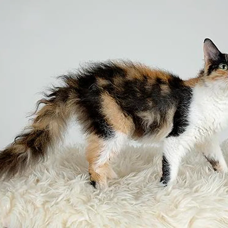 LaPerm cat