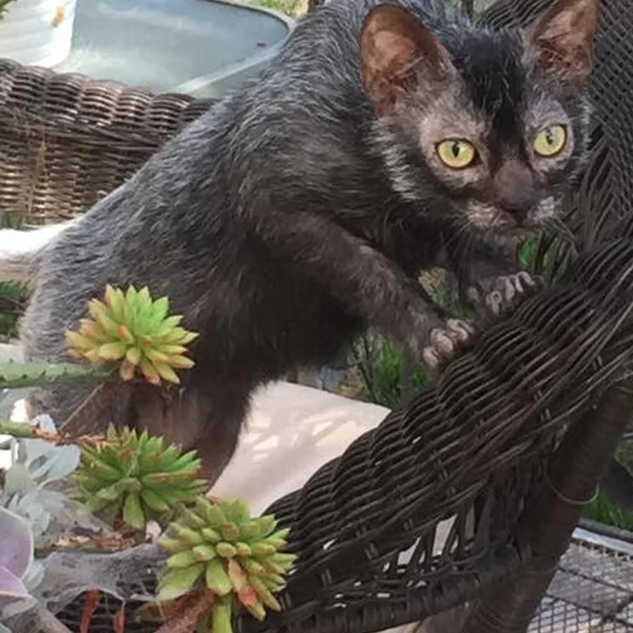 Lykoi cat