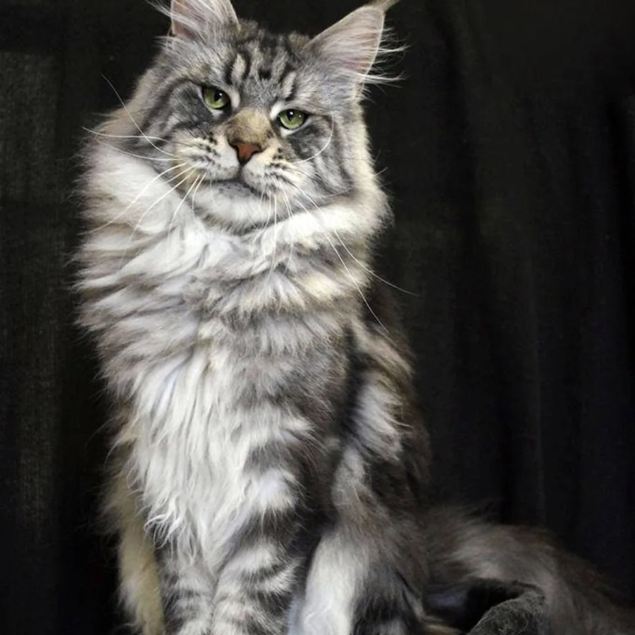 Maine Coon cat