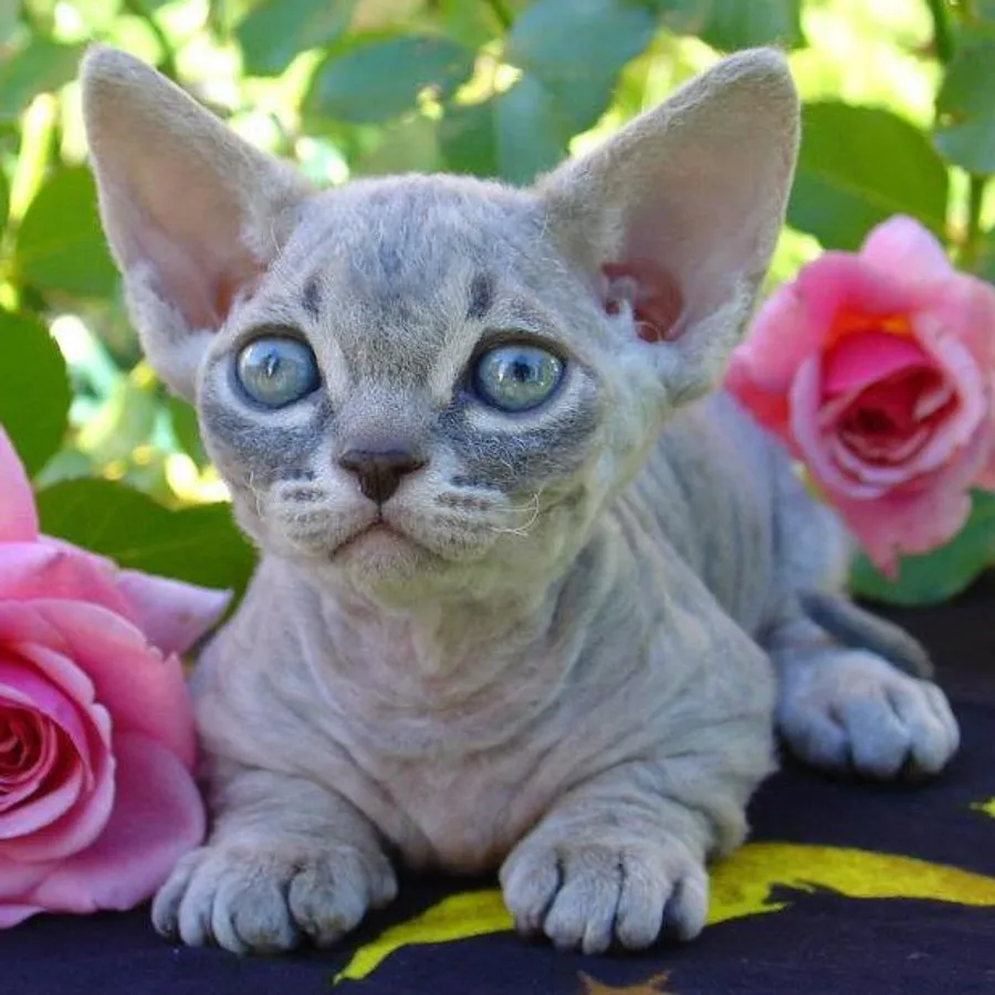 Minskin cat