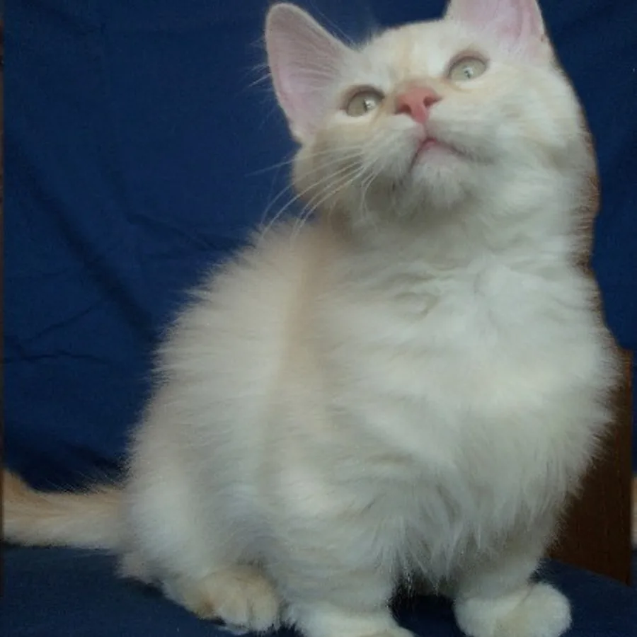 Munchkin cat