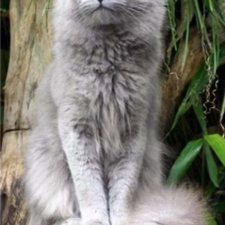 Nebelung cat