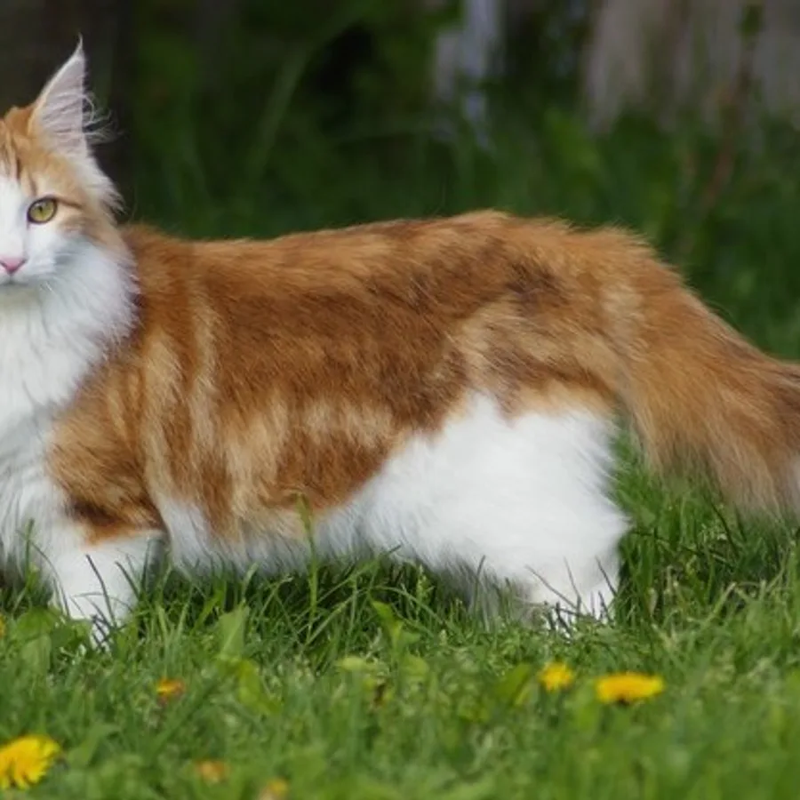 Norwegian Forest Cat cat