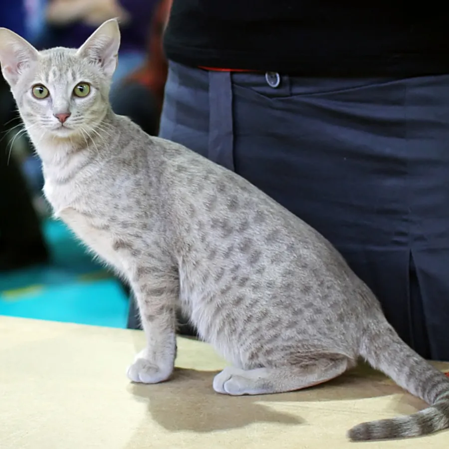 Ocicat cat