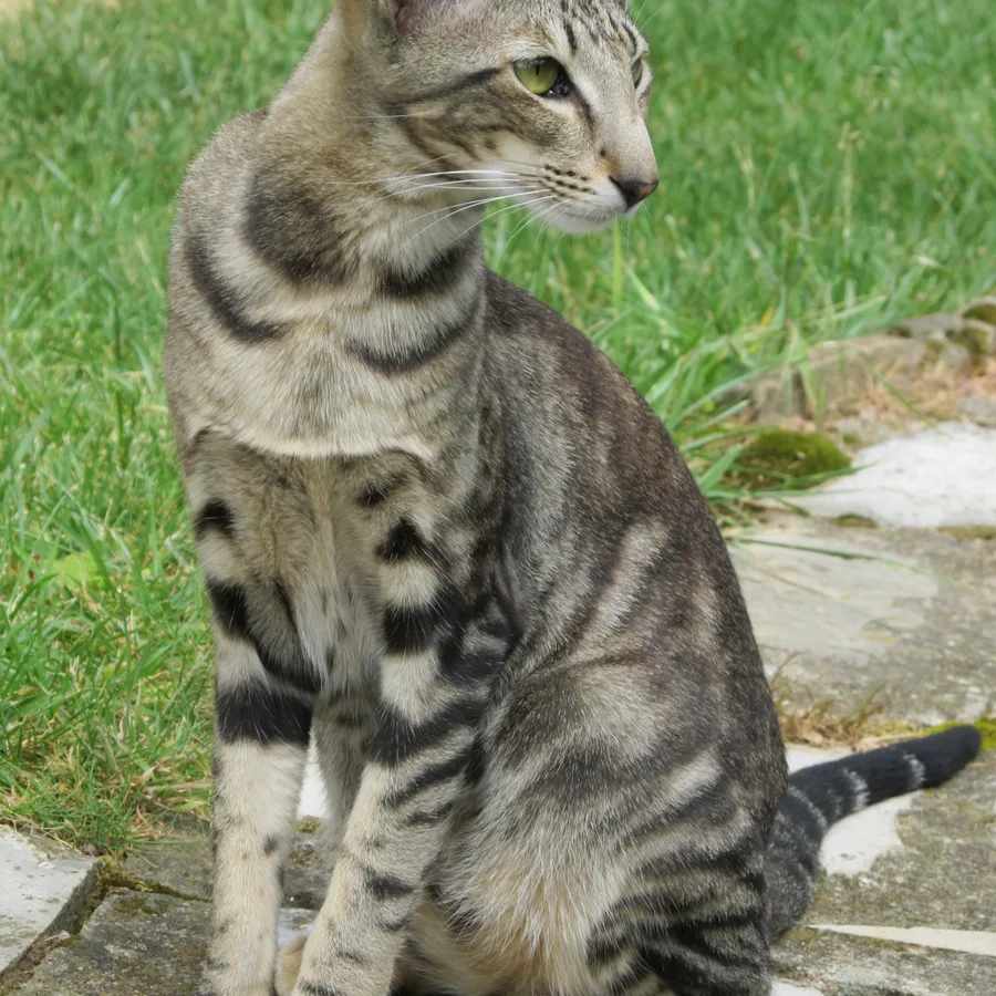 Oriental Shorthair cat