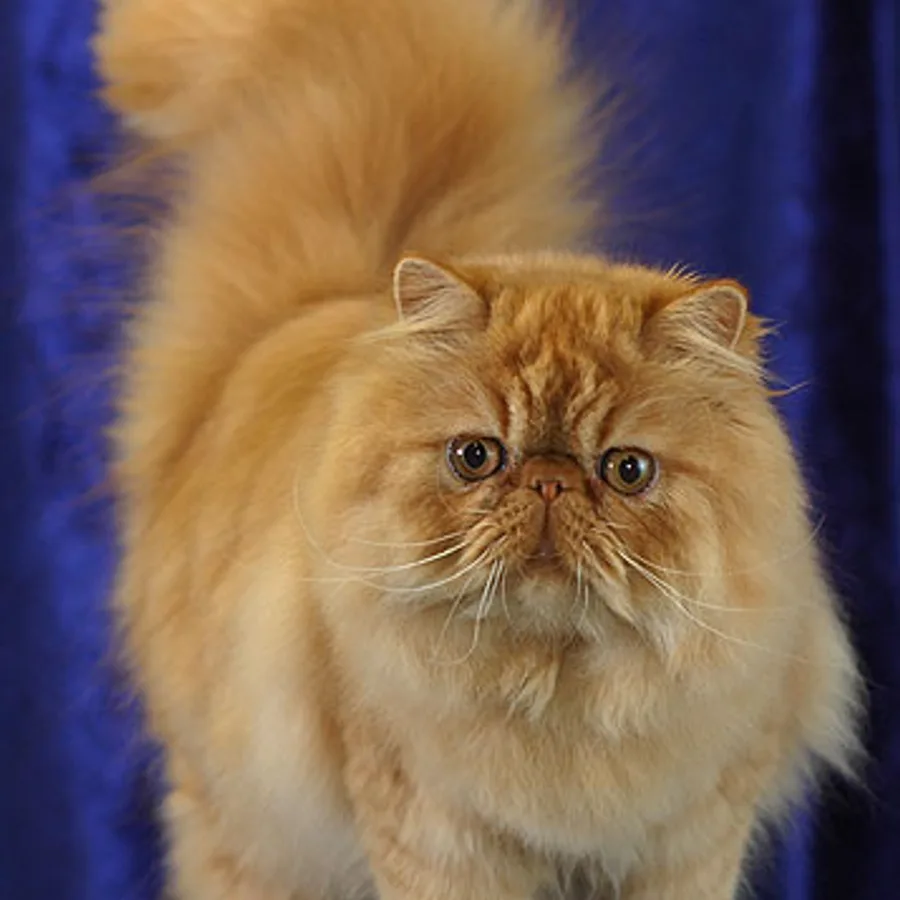 Persian cat