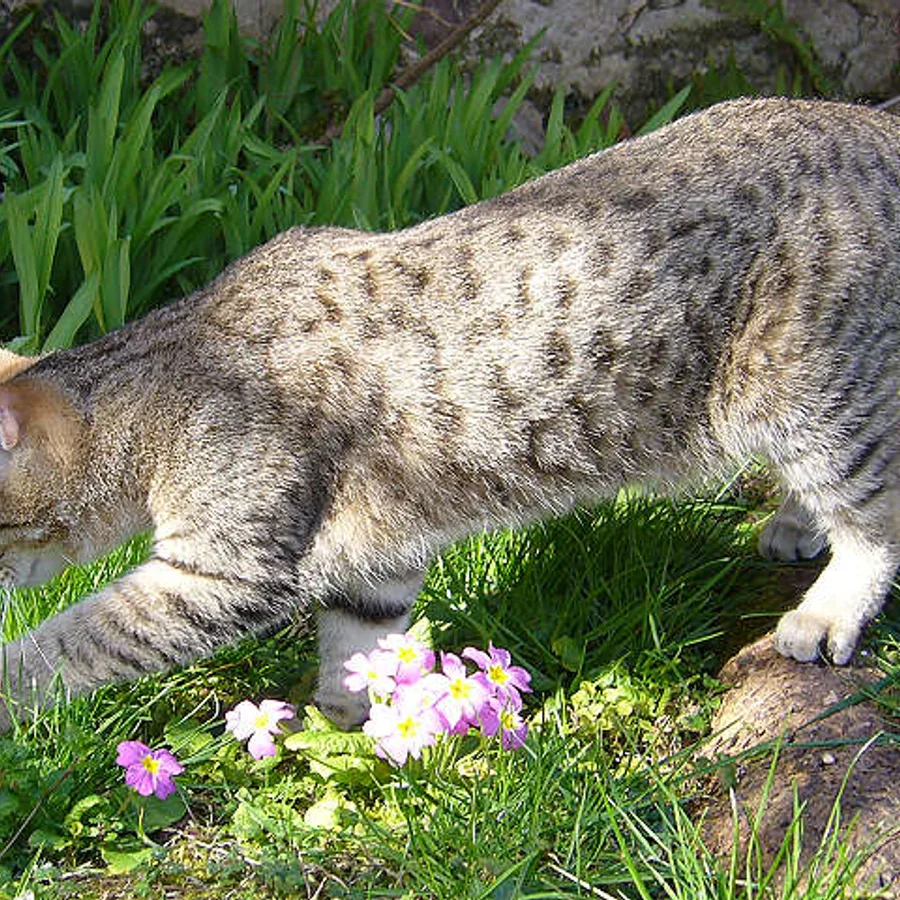 Pixie-bob cat