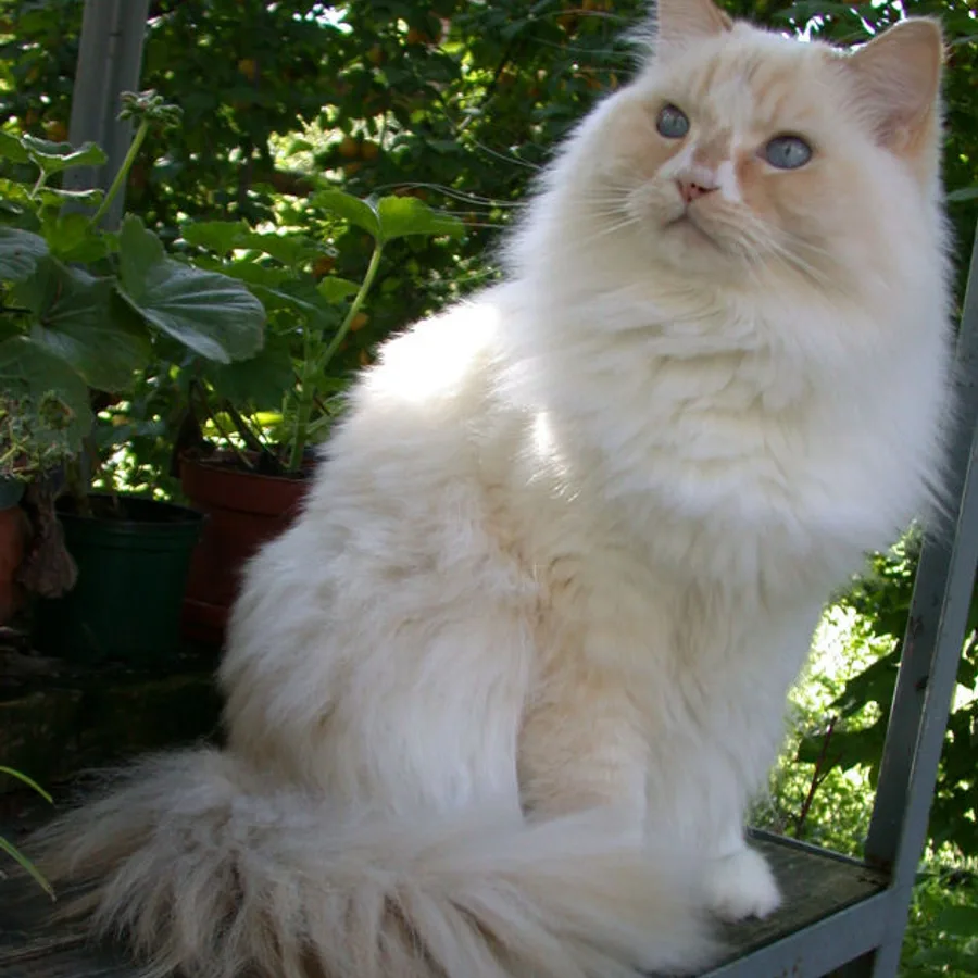 Ragamuffin cat