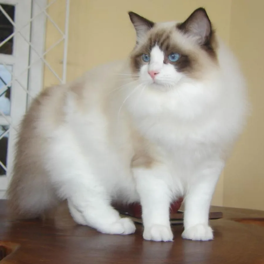Ragdoll cat