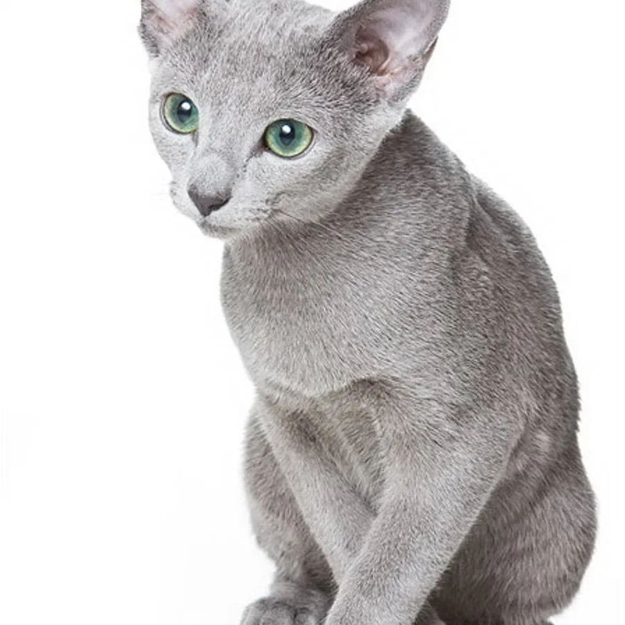 Russian Blue cat