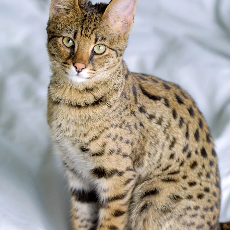 Savannah cat