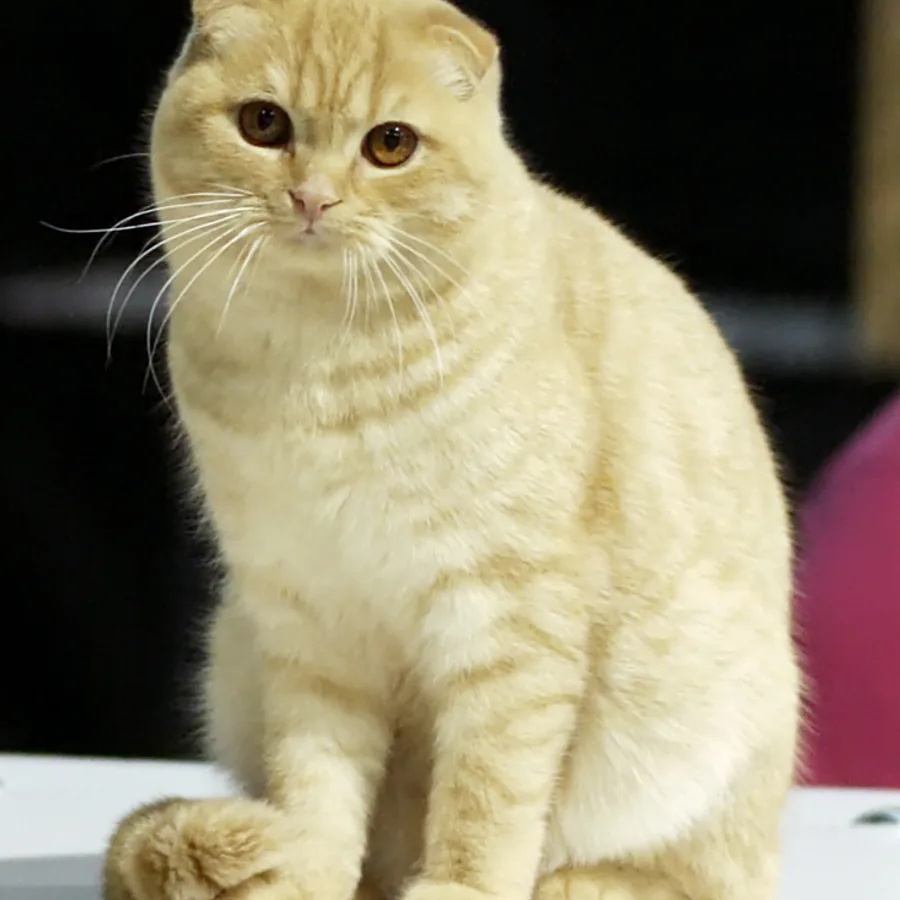 Scottish Fold cat