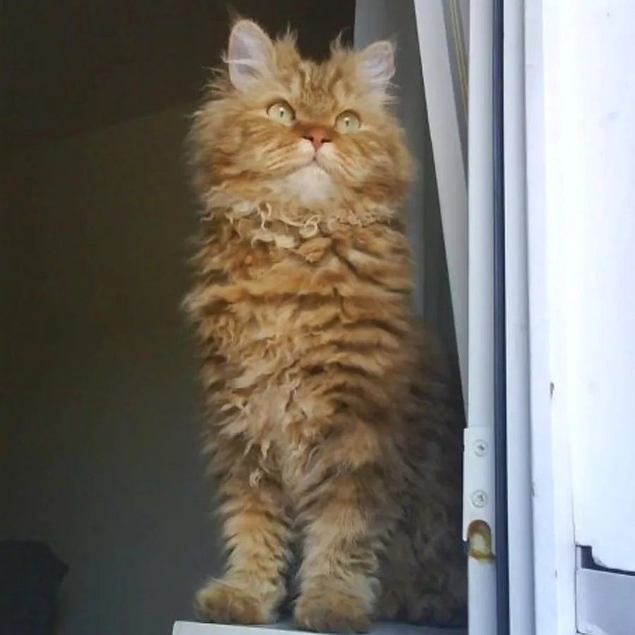 Selkirk Rex cat