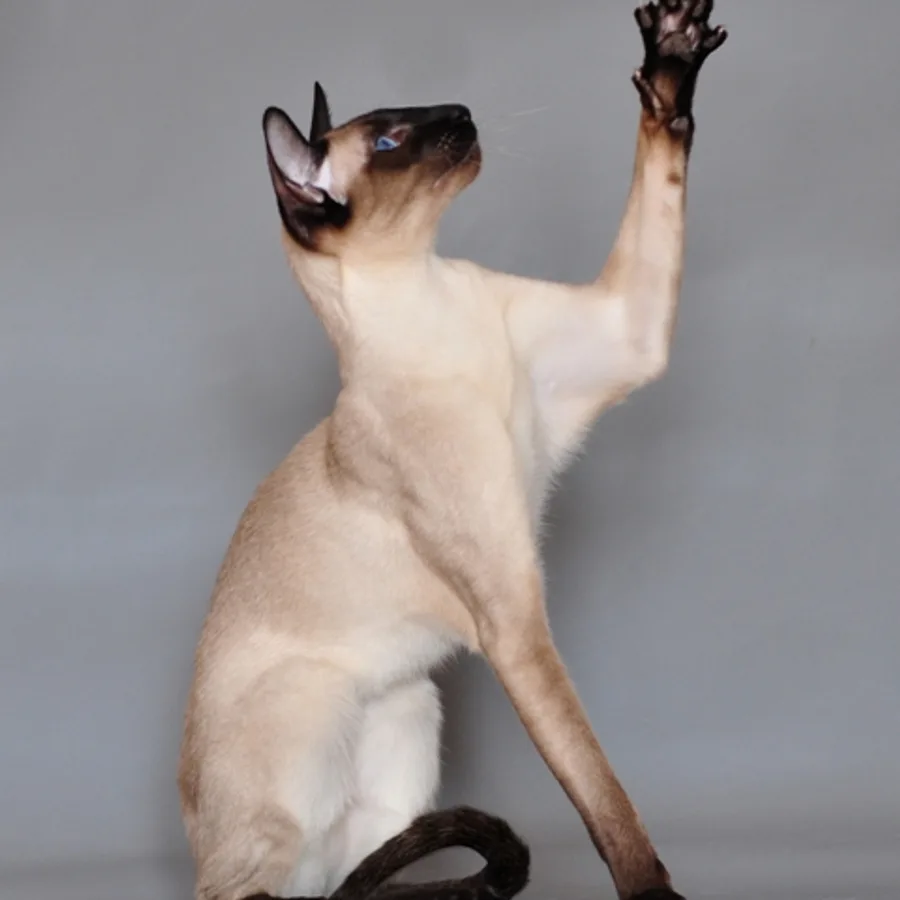 Siamese cat