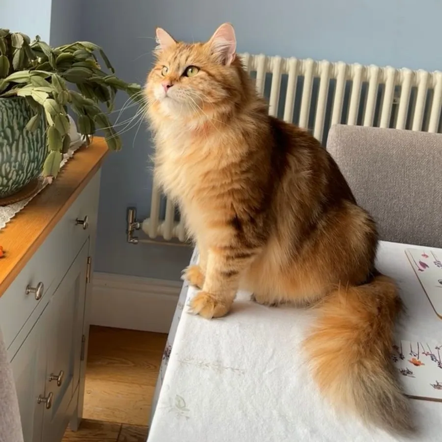 Siberian cat