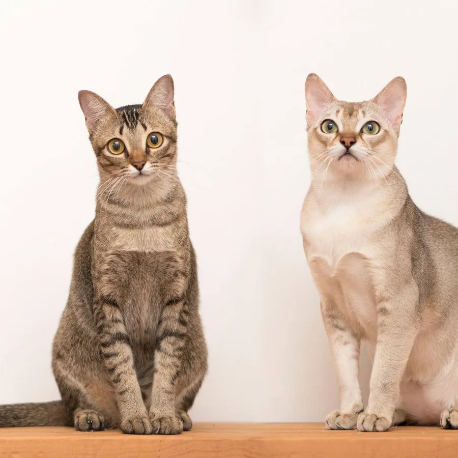 Singapura cat