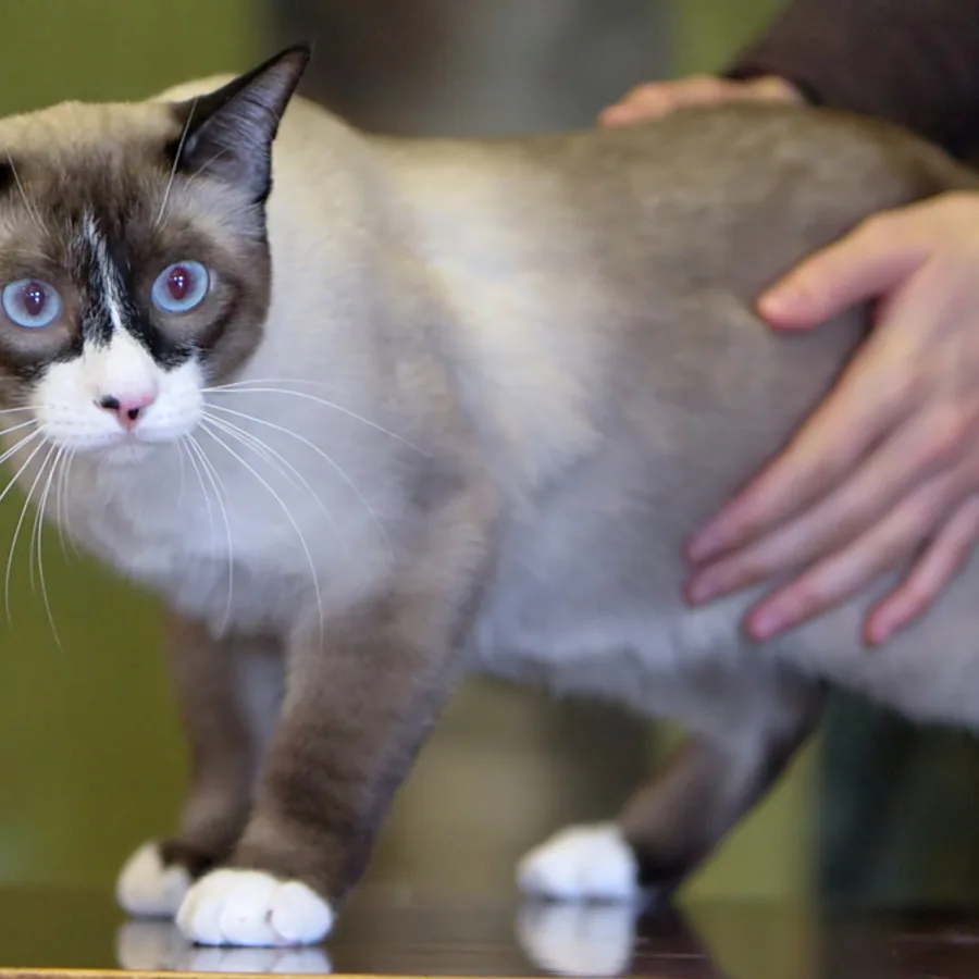 Snowshoe cat
