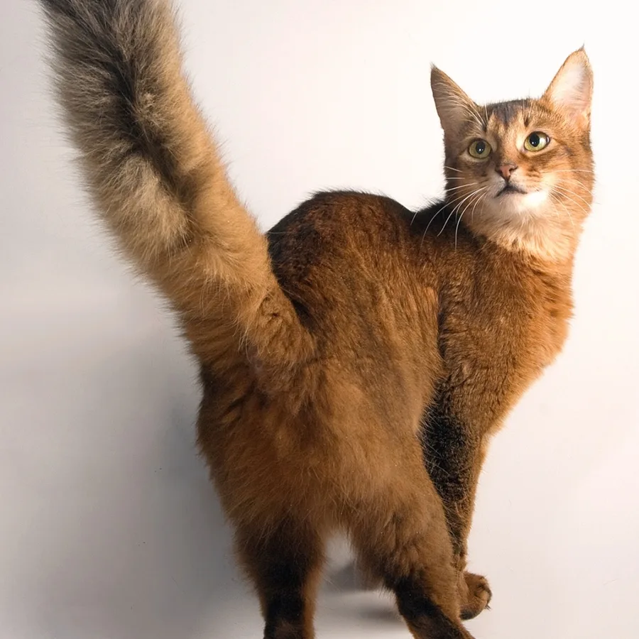 Somali cat