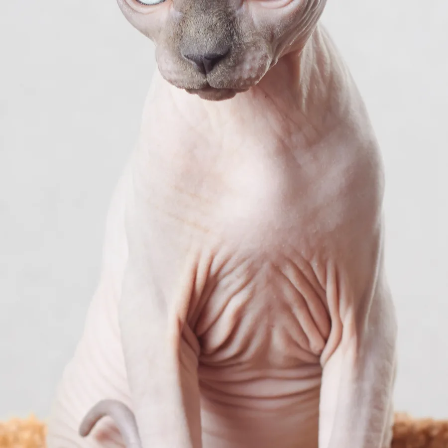 Sphynx cat